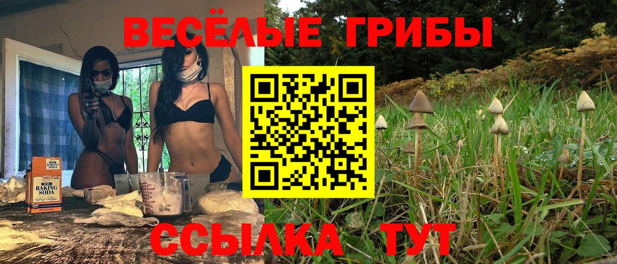 Горно-Алтайск  Галлюциногенные грибы Psilocybe  Вход с VPN 